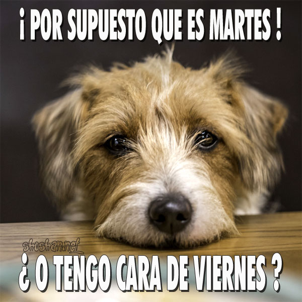 Perro cara de martes