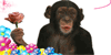 Chimpanc
