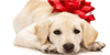 Cachorro en Navidad