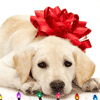 Cachorro de regalo