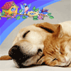 Perro y gato durmiendo