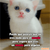 gato blanco