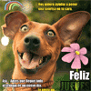 Perrito feliz