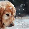 Perro bajo la nieve