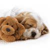 perro y peluche dormidos