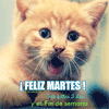 Gato del martes