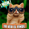 Gato con lentes