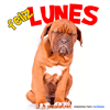 Perro lunes por la mañana