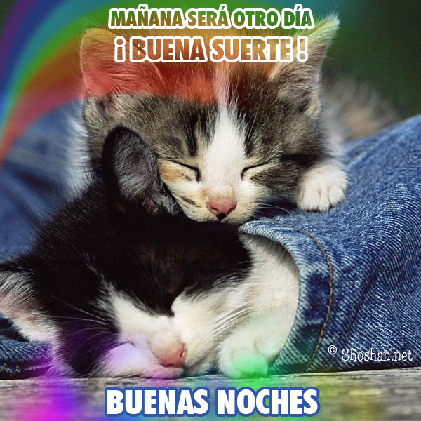 gatos durmiendo