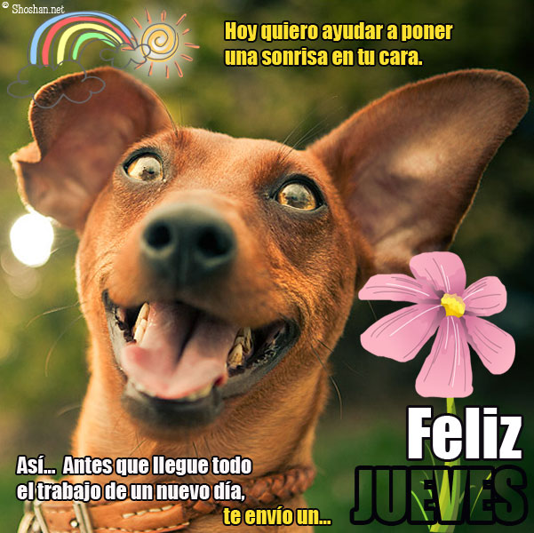 Perro feliz