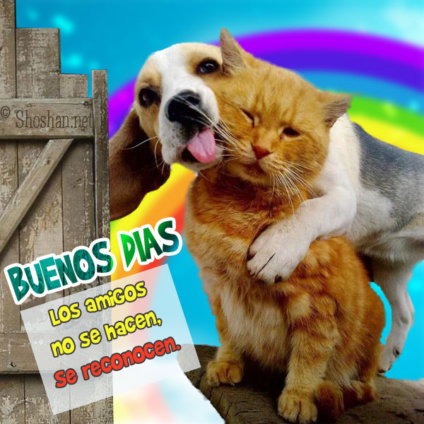 Abrazo de perro y gato