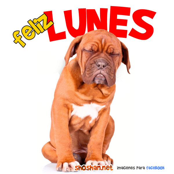 Perro del día lunes