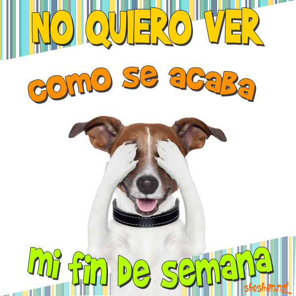 Perro tapándose los ojos