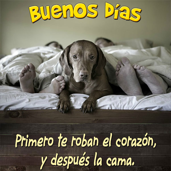 Mascota en la cama