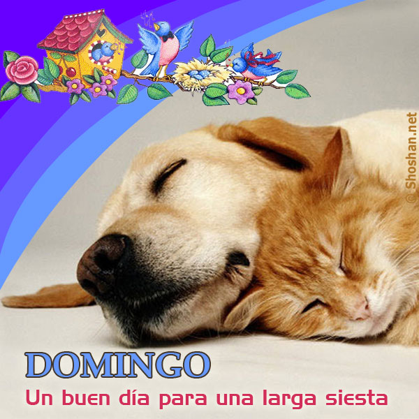 Perro y gato durmiendo