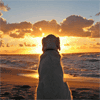 Perro mirando el horizonte