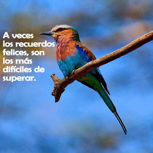 Pajaro de mil colores