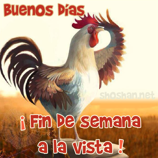 gallo de buenos días