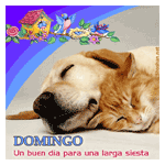 Perro durmiendo