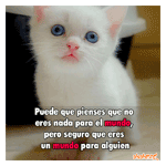 Gato blanco