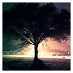 Arbol en la noche