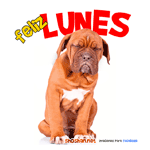 Perro enojado