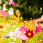 Jardín de flores