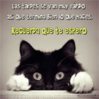 Un lindo gatito
