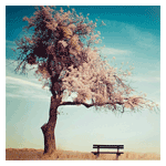 Arbol solitario