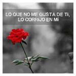 Claveles rojos