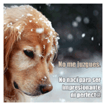 Perro triste