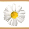 Flor blanca