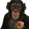 Chimpance