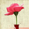 Rosa Roja