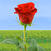 Una rosa para mamá
