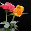 Rosas de colores