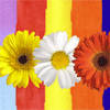 Flores de colores