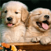 Cachorros sonriendo