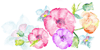Flores de colores
