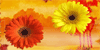 Flores naranjas y amarillas