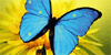 Mariposas