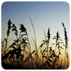 Campos de trigo