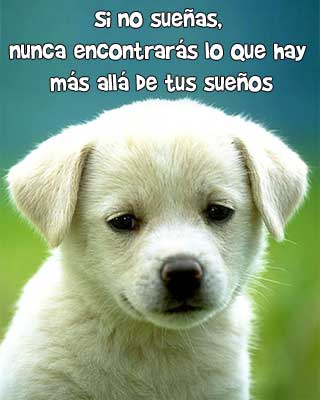 Perro blanco
