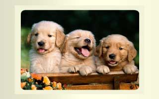 Cachorritos