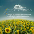 Girasoles